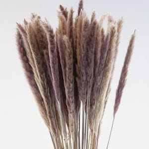 Bakewareind Dried Reed Pampass Grass, Brown - Bakeware India