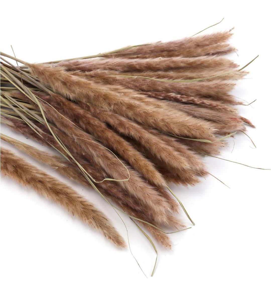 Bakewareind Dried Reed Pampass Grass, Brown - Bakeware India