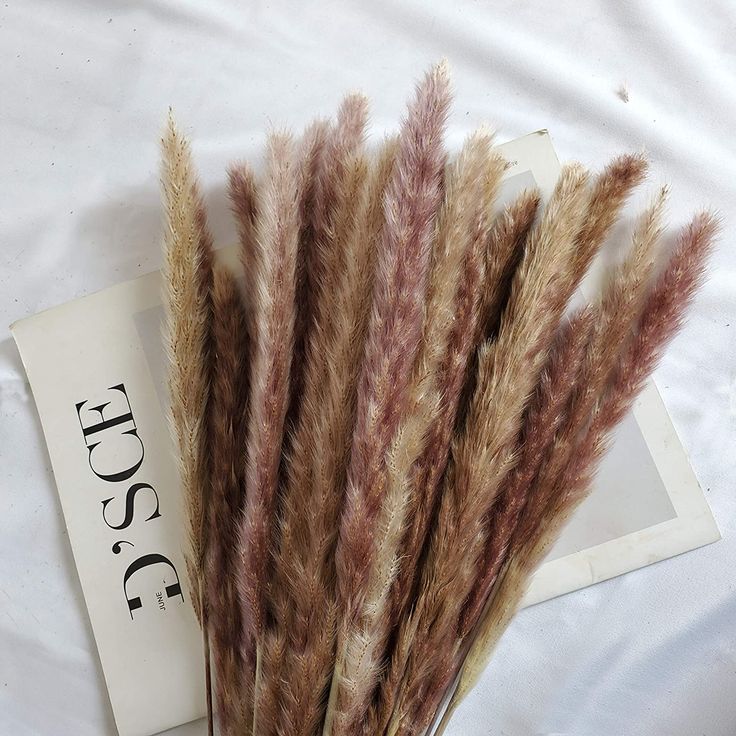 Bakewareind Dried Reed Pampass Grass, Brown - Bakeware India
