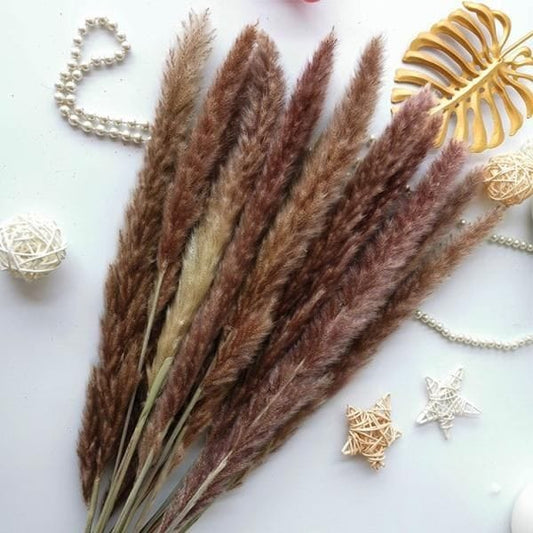 Bakewareind Dried Reed Pampass Grass, Brown - Bakeware India
