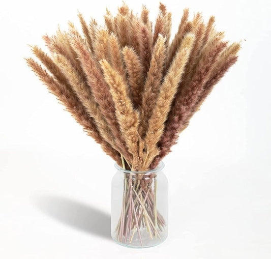 Bakewareind Dried Reed Pampass Grass, Brown - Bakeware India