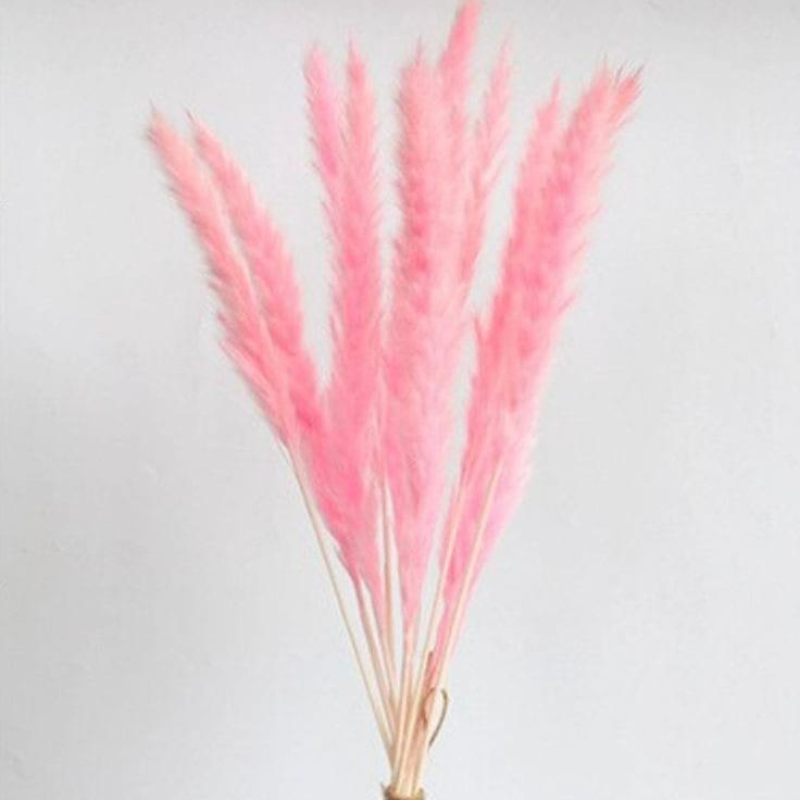 Bakewareind Dried Reed Pampass Grass, Pink - Bakeware India