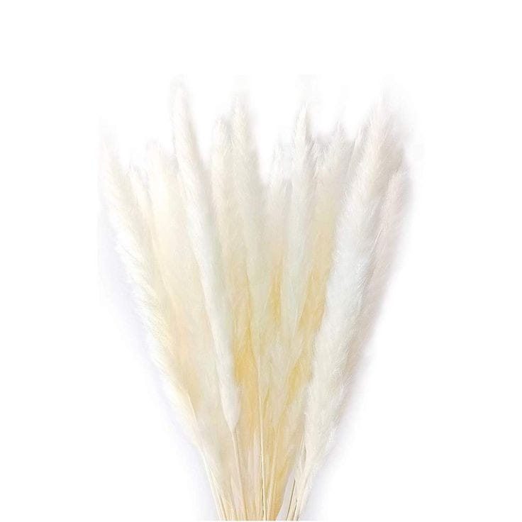 Bakewareind Dried Reed Pampass Grass, White - Bakeware India