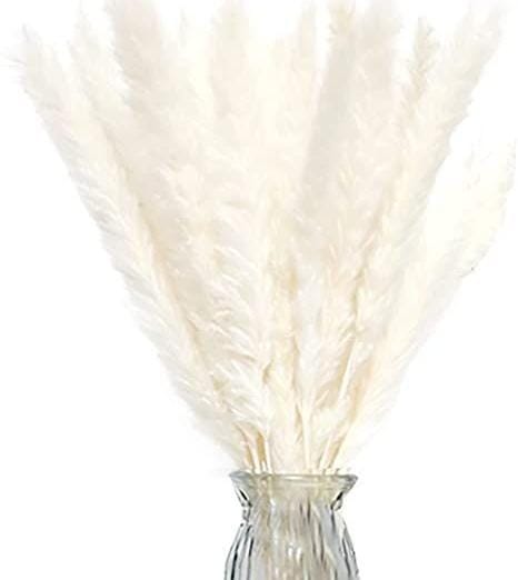 Bakewareind Dried Reed Pampass Grass, White - Bakeware India