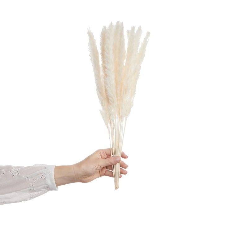 Bakewareind Dried Reed Pampass Grass, White - Bakeware India