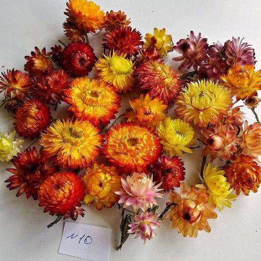 Bakewareind Dried Strawflower Preserved - Bakeware India