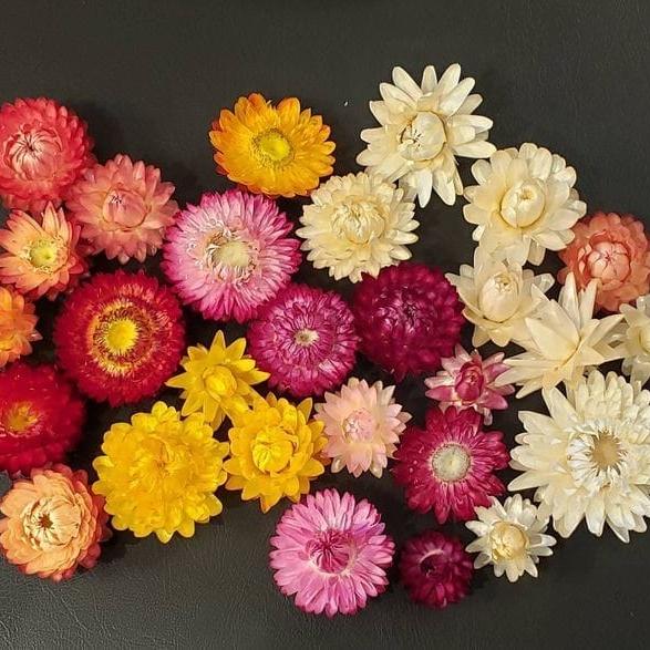 Bakewareind Dried Strawflower Preserved - Bakeware India