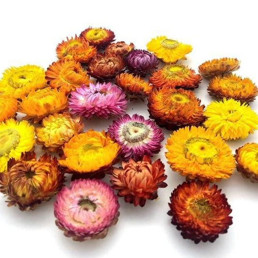 Bakewareind Dried Strawflower Preserved - Bakeware India