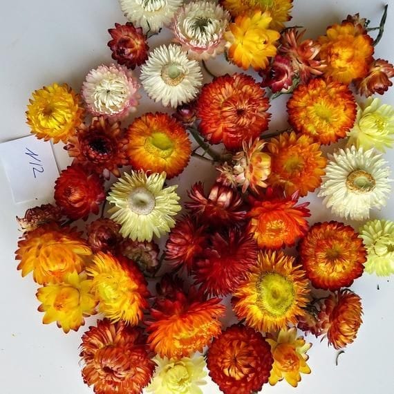 Bakewareind Dried Strawflower Preserved - Bakeware India