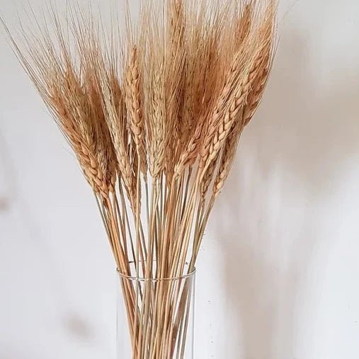 Bakewareind Dried Wheat Grass Cake Topper,Natural 20 Stems - Bakeware India