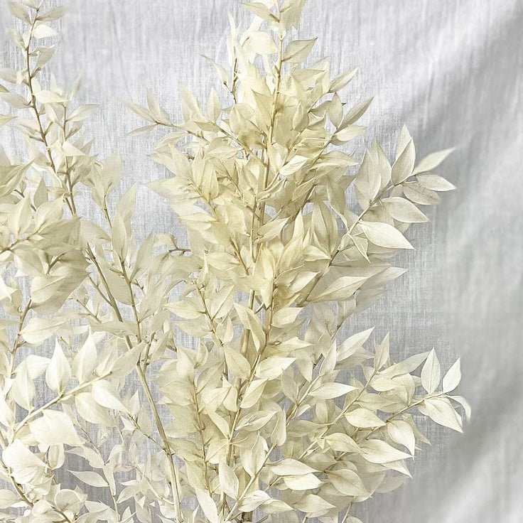 Bakewareind Dried White Ruscus Grass Cake Decorating - Bakeware India