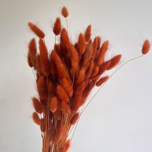 Bakewareind Dusty Bunny Tails Natural Dried Flower, Burnt Orange - Bakeware India