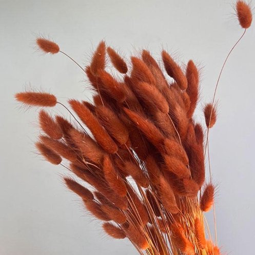 Bakewareind Dusty Bunny Tails Natural Dried Flower, Burnt Orange - Bakeware India