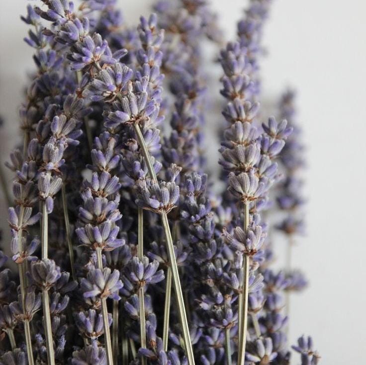 Bakewareind Lavender Natural Dried Flower Preserved - Bakeware India