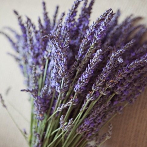 Bakewareind Lavender Natural Dried Flower Preserved - Bakeware India