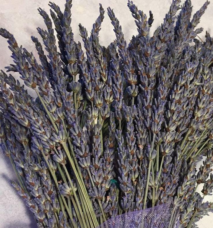 Bakewareind Lavender Natural Dried Flower Preserved - Bakeware India