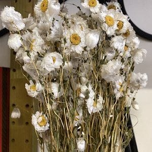 Bakewareind Rhodanthe Daisy Natural Dried Flower Preserved - Bakeware India