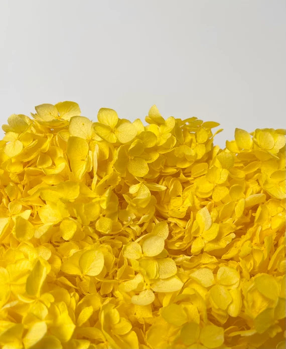 Bakewareind Dried Hydrangeas Leaves Preserved, Golden Yellow