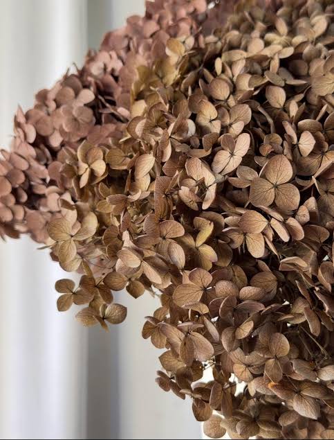 Bakewareind Dried Hydrangeas Leaves Preserved, Natural  Brown