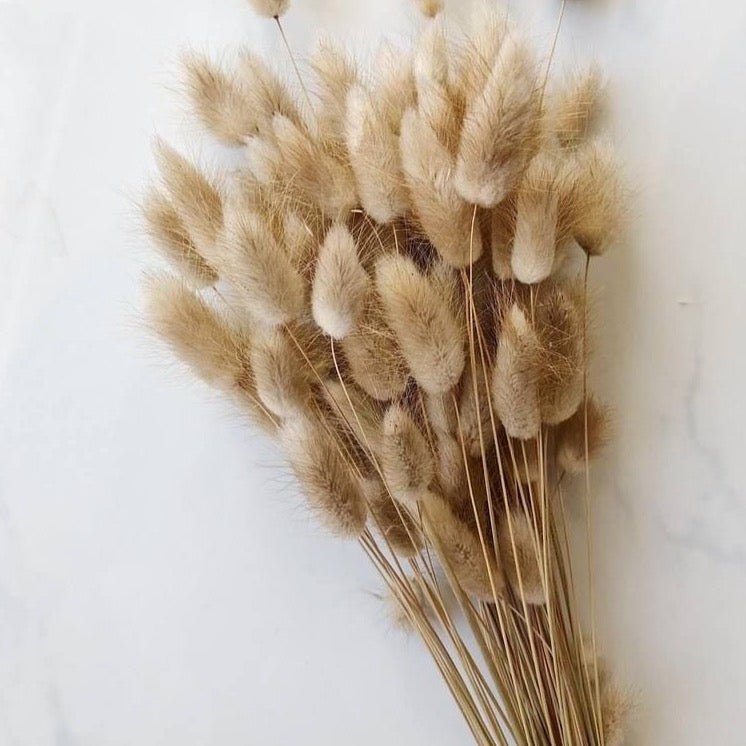 Bakewareind Bunny Tails Natural Dried Flower Preserved , Natural brown
