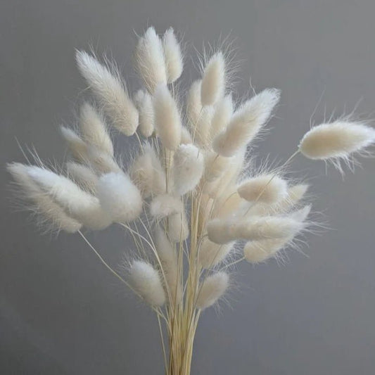 Bakewareind Bunny Tail Natural Dried Flower Preserved , White - Bakewareindia