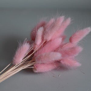 Bakewareind Bunny Tails Natural Dried Flower Preserved ,Mauve Pink - Bakewareindia
