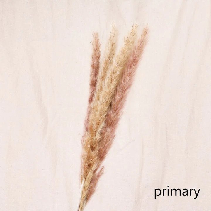 Bakewareind Colored Dried Reed Pampass Grass - Bakewareindia