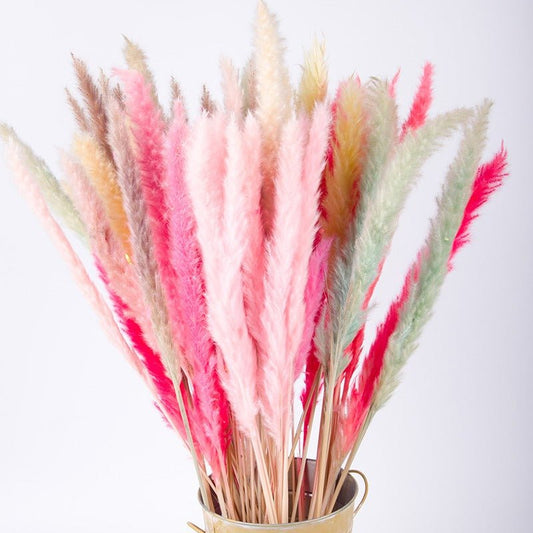 Bakewareind Colored Dried Reed Pampass Grass - Bakewareindia