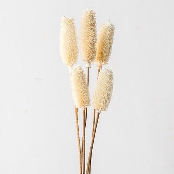 Bakewareind Dried Dipsacus Sativus Flower Sticks - Bakewareindia