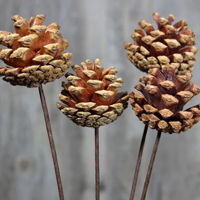 Bakewareind Dried Pine Cone Sticks - Bakewareindia